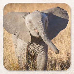 Dessous De Verre Carré Young Bush Elephant