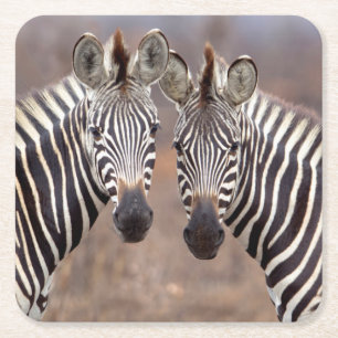 Dessous De Verre Carré Zèbres des plaines, parc national Kruger