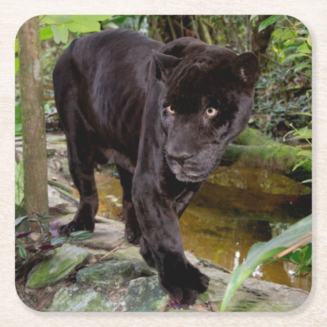 Dessous De Verre Carré Zoo de Belize City. Panthère noire (Devant)