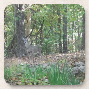 Dessous-de-verre Cerfs communs sur le bord des bois