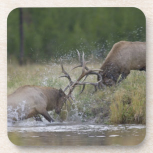 Dessous-de-verre Cerfs mâles se battant, Parc national de Yellowsto