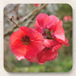 Dessous-de-verre Chaenomeles speciosa