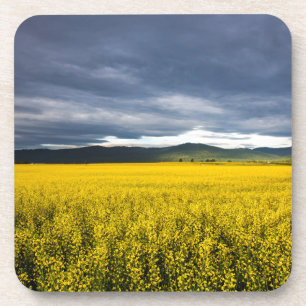 Dessous-de-verre Champ de canola le matin dans la Flathead