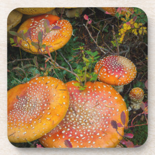 Dessous-de-verre Champignons agariques volants au lac Mowich
