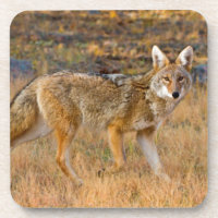 Chasse au Coyote (Canis Latrans)