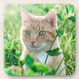 Dessous-de-verre Chat de gingembre avec yeux verts en herbe
