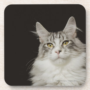 Dessous-de-verre Chat de ragondin adulte du Maine