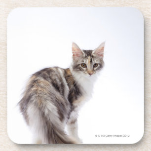 Dessous-de-verre Chat de ragondin du Maine