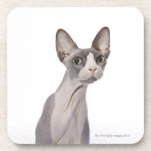 Dessous-de-verre Chat de Sphynx avec l'expression étonnée