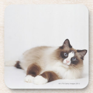 Dessous-de-verre Chat étendu