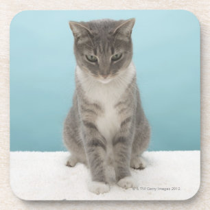 Dessous-de-verre Chat regardant la souris de jouet sur la
