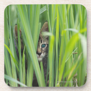 Dessous-de-verre Chat se cachant dans l'herbe