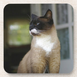 Dessous-de-verre Chat siamois sur le porche