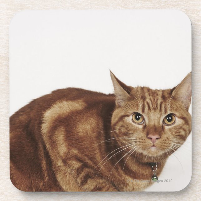 Dessous-de-verre Chat tigré orange (Devant)