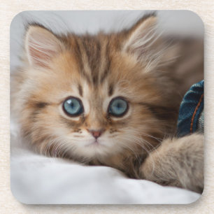 Dessous-de-verre Chaton avec des yeux bleus