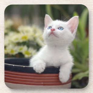 Dessous-de-verre Chaton blanc turc