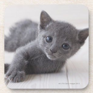 Dessous-de-verre Chaton bleu russe
