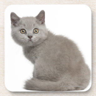 Dessous-de-verre Chaton britannique de Shorthair (10 semaines de)