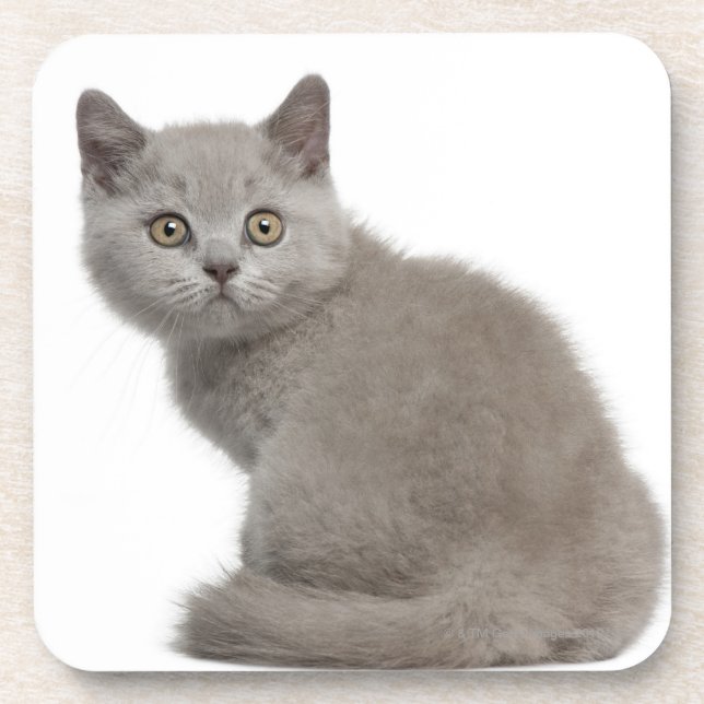 Dessous-de-verre Chaton britannique de Shorthair (10 semaines de) (Devant)