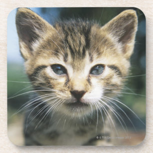 Dessous-de-verre Chaton dehors