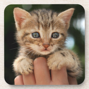 Dessous-de-verre Chaton doux de bébé