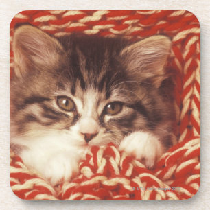Dessous-de-verre Chaton enveloppé dans la couverture de laine, pla