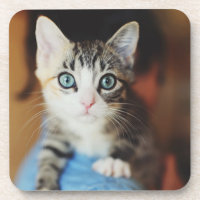 Chaton observé par bleu lumineux