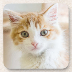 Dessous-de-verre Chaton orange et blanc