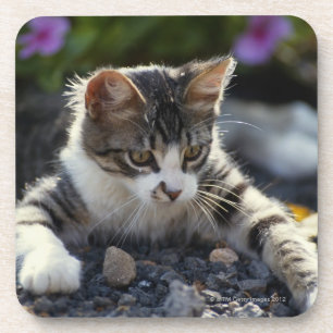 Dessous-de-verre Chaton, plan rapproché