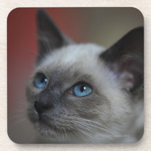 Dessous-de-verre Chaton siamois