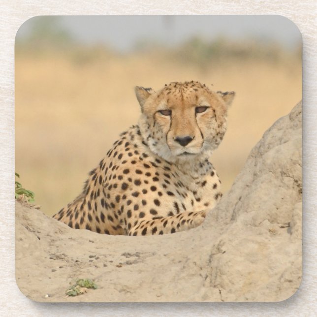 Dessous de verre Cheetah Gaze (Devant)