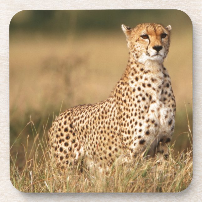 Dessous-de-verre Cheetah on small mound for better visibility (Devant)