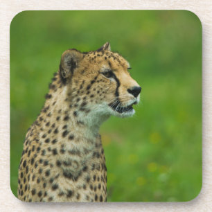 Dessous-de-verre Cheetah Sur Un Point De Vue
