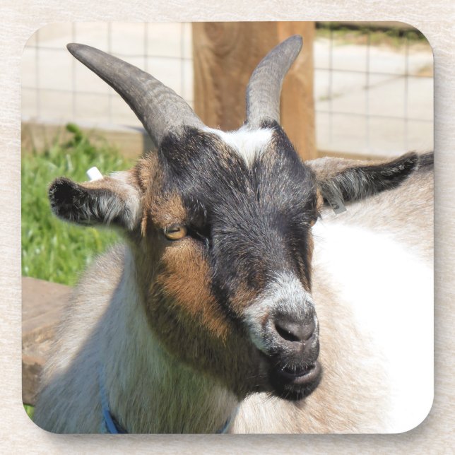 DESSOUS-DE-VERRE CHÈQUE (Devant)