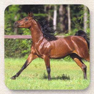 Dessous-de-verre Cheval arabe courant 2