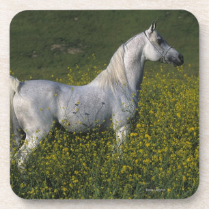 Dessous-de-verre Cheval arabe se tenant en fleurs