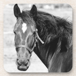 Dessous-de-verre Cheval blanc noir