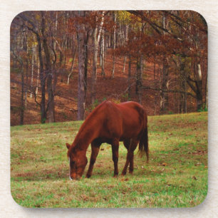 Dessous-de-verre Cheval Brown avec nez blanc au bord des bois