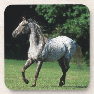 Dessous-de-verre Cheval d'Appaloosa courant 2