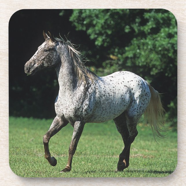 Dessous-de-verre Cheval d'Appaloosa courant 2 (Devant)