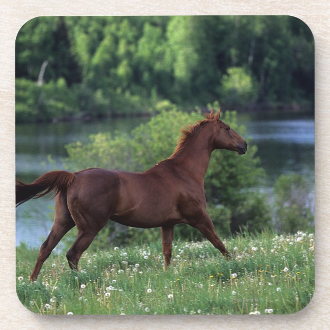 Dessous-de-verre Cheval de pur sang se tenant en fleurs (Devant)