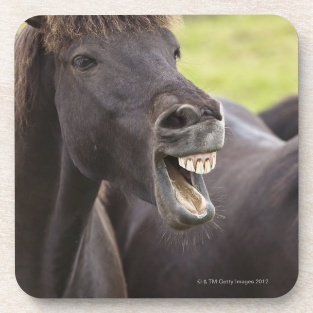 Dessous-de-verre Cheval islandais avec l'expression drôle (Devant)