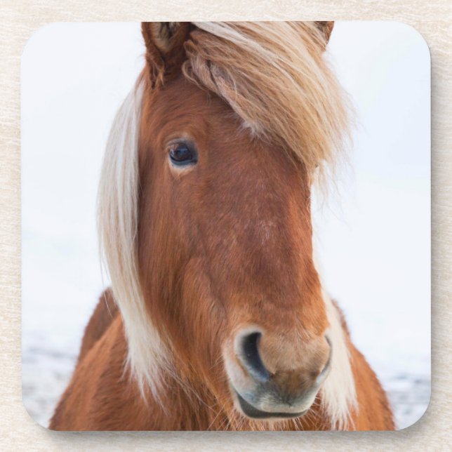 Dessous-de-verre Cheval islandais en hiver (Devant)