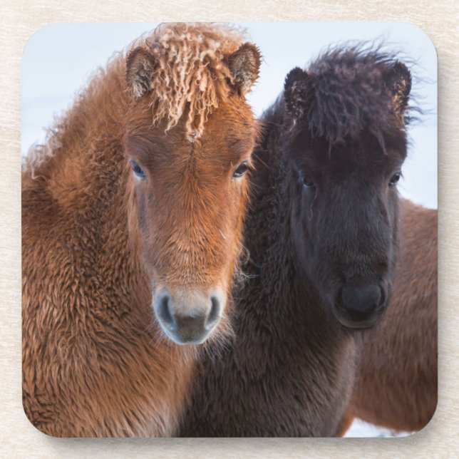 Dessous-de-verre Cheval islandais en hiver en Islande (Devant)
