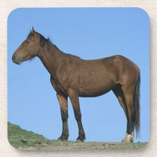 Dessous-de-verre Cheval sauvage de mustang