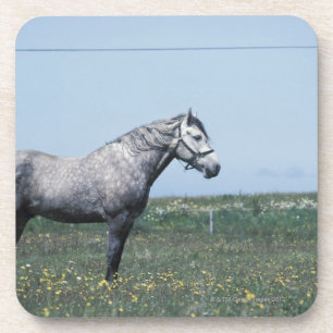 Dessous-de-verre Cheval se tenant dans le domaine