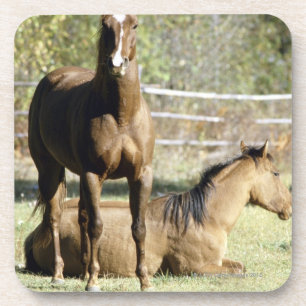 Dessous-de-verre Chevaux dans le pâturage