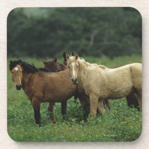 Dessous-de-verre Chevaux sauvages 4 de mustang