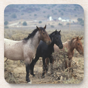 Dessous-de-verre Chevaux sauvages 5 de mustang