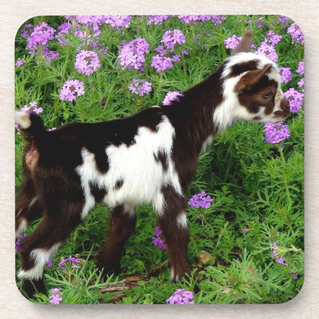 Dessous-de-verre Chèvre naine nigériane flashy Kid en fleurs violet (Devant)